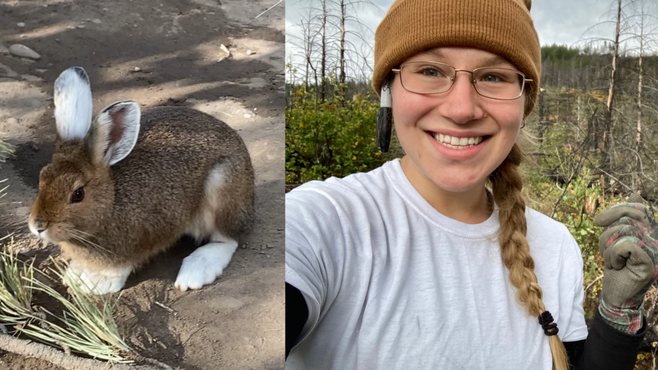 Image left, a snowshoe hare looks at the camera. Right, Cynthia looks at the camera.