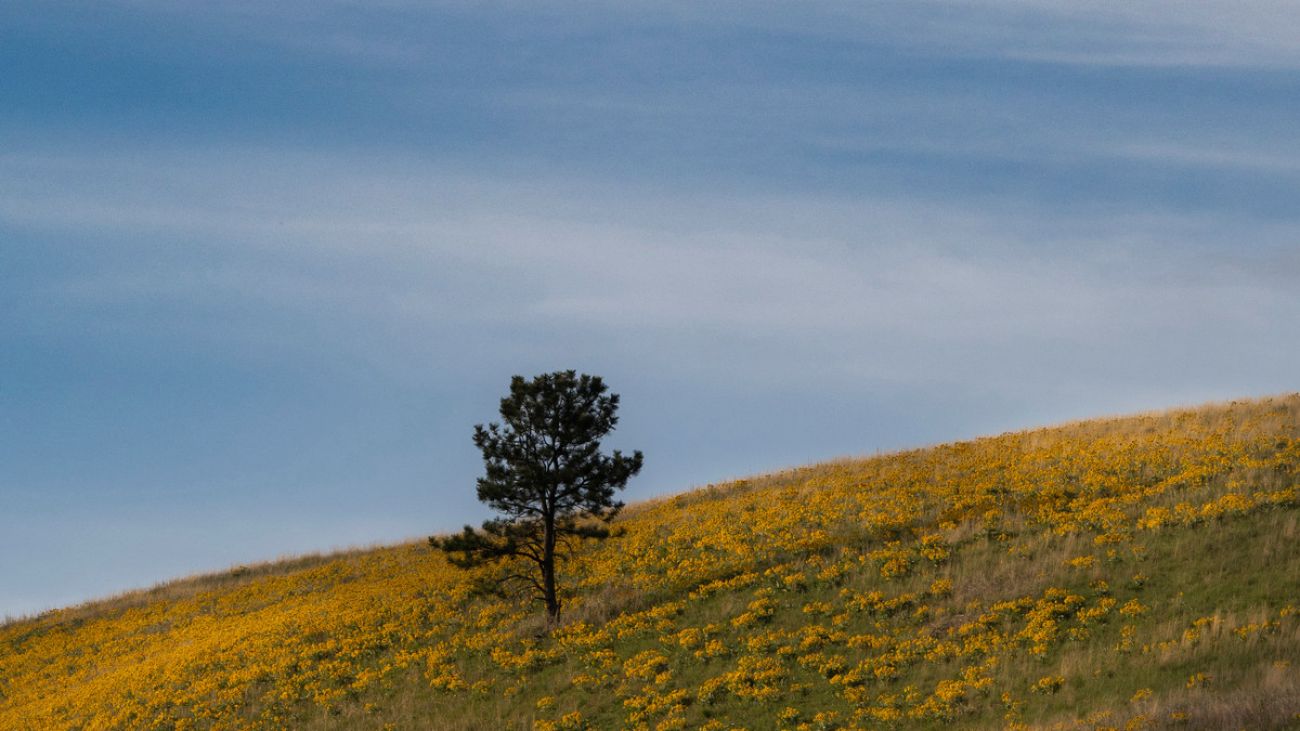 picture of a tree on mountainside covered in yellow flowers 