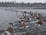 fate of the caribou