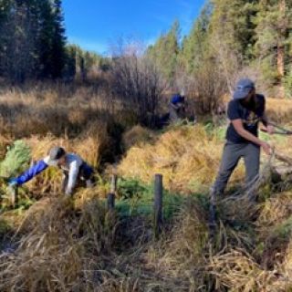 Students on a field trip for NRSM 265 building beaver mimicry structures on Teepee Creek, MT 