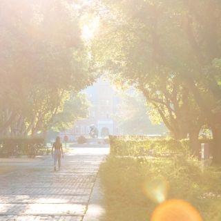 A student walks up Ryman Mall toward the Oval as light streams through the trees on the UM campus.