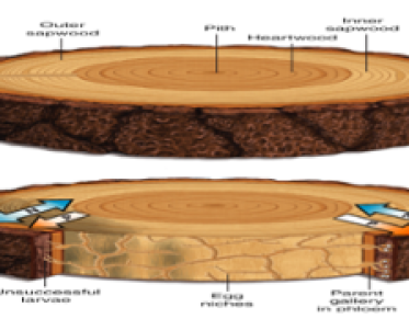 diagram of tree cross section