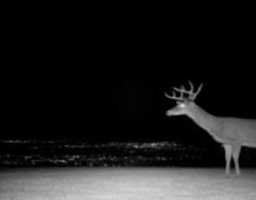 Deer on webcam