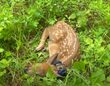 fawn