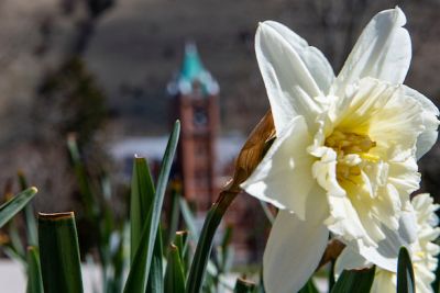 A row of daffodils blooms with Main Hall in the background