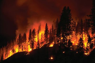 An image of a forest fire