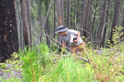 A picture of Kimberly Davis working in a forest.