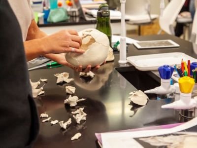 putting together plastic pieces of a skull