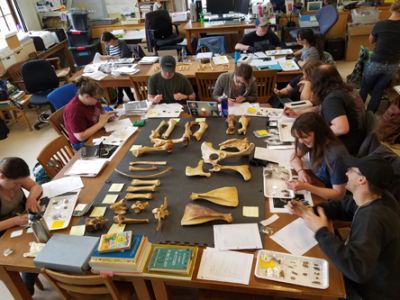 Students look at bones on a lab table
