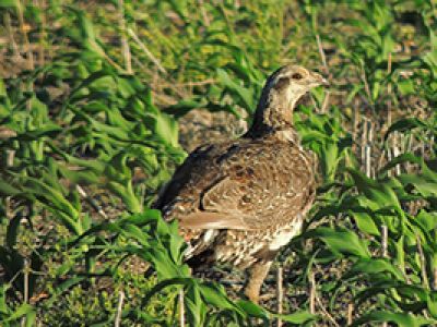 Sage Grouse