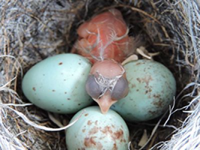 Nestling