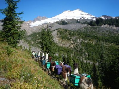 Llama train, Mt. Baker, WA
