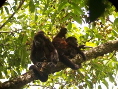 Howler monkeys, Costa Rica
