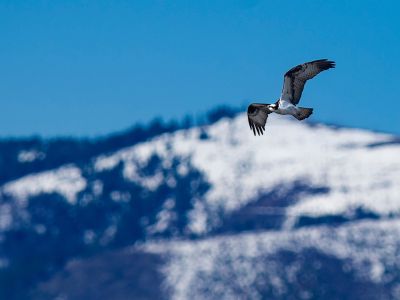 Osprey flying with montain-scape background 