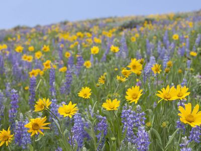 Field of yellow and purple flowers