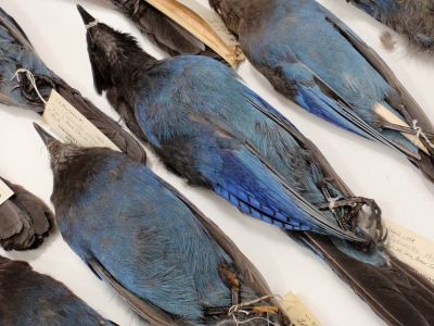 stuffed birds in a museum drawer