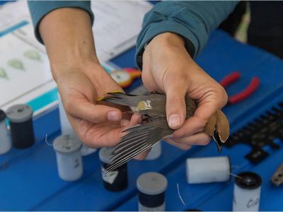 A biologist examines the red, waxy ornaments protruding from the flight feathers of a Cedar Waxwing.