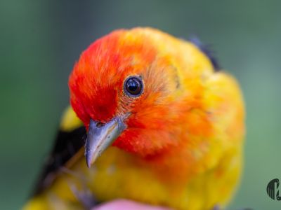 Close up image of a male Western Tanager