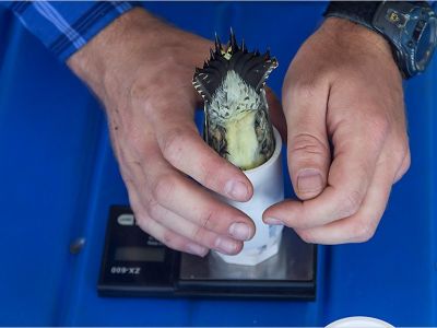 A biologist weighs a Red-breasted Sapsucker, a woodpecker. The bird is inserted face down into a weight tube, with its yellow-ish rump sticking up out of the tube. 