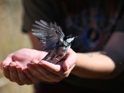 A banded Black-capped Chickadee spreads its wings to fly away after the banding process. Photo by Justin Griggs.