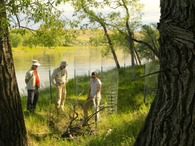 Cottonwood restoration crew on the Missouri River