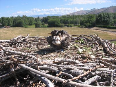 Banded Osprey chick in nest with field and mountains behind