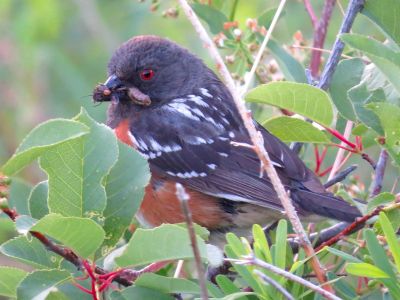 Female Spotted Towhee in a shrub with food 