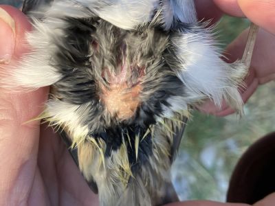 A biologist gently blows on a small bird to part its feathers and observe the yellowish, abdominal fat deposits just under the skin.