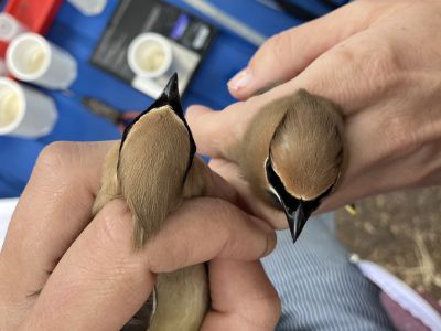 Biologists compare the head coloration of female and male Cedar Waxwing.
