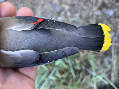 The wing of a Cedar Waxwing with a pigment aberration: yellow spots on the tips of the primary flight feathers.