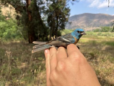 A biologist holds a male Lazuli Bunting, a bright blue bird with an orange chest and white belly, banded by our staff at our Rock Creek Confluence site in 2024.