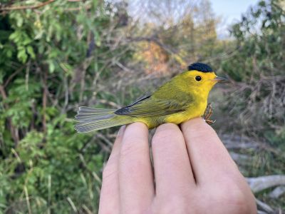 A biologist holds a Wilson's Warbler, a small yellow songbird with a black cap.