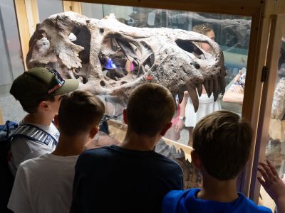 A group of students stare at a fossilized T-Rex head.