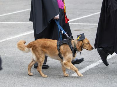 A service animal dressed for commencement guides a graduate walking in line