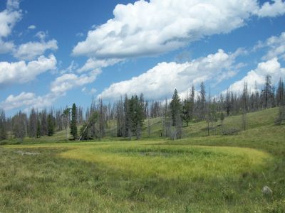A green meadow with a marshy center, surrounded by hills with evergreen and burned trees under a bright blue sky with white clouds.