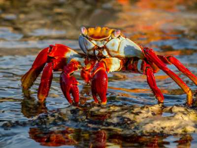 Galapagos sally lightfoot crab