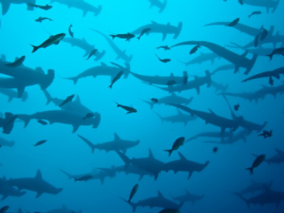 Galapagos hammerhead sharks