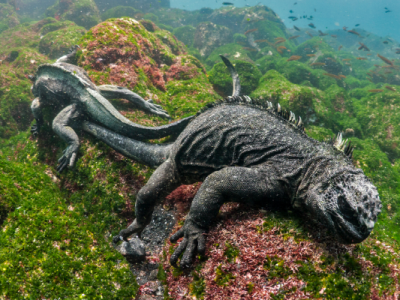 Galapagos marine iguanas