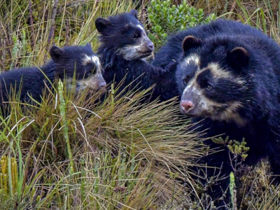 The spectacled bear (Tremarctos ornatus)