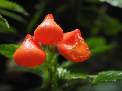 Gasteranthus extinctus