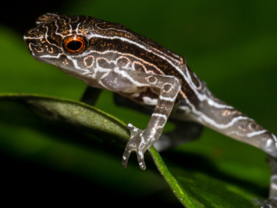 Tandayapa Andes Toad (Rhaebo olallai)