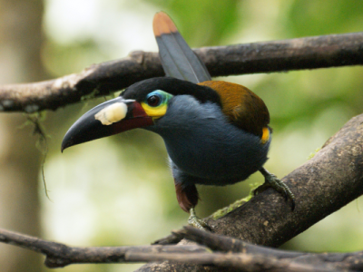 The plate-billed mountain toucan (Andigena laminirostris) is a species of bird in the family Ramphastidae.
