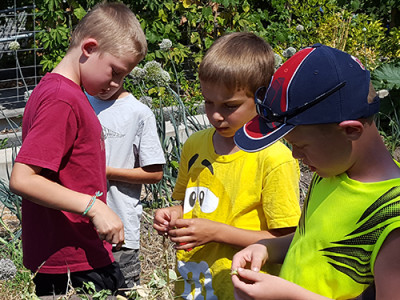  Investigating local plant life