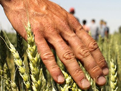 hand brushing over wheat stalks