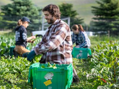 students harvesting at peas farm