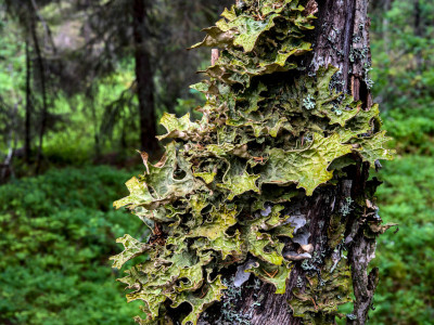 Lichen Collection