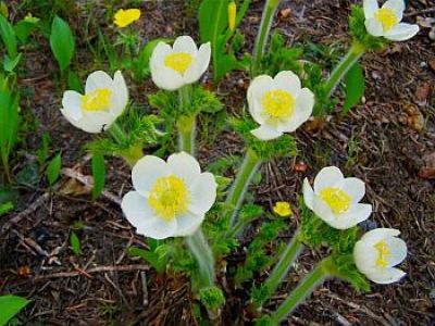 Vascular Plant Collection