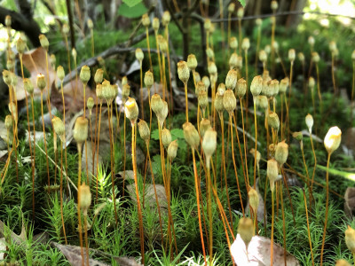 Bryophyte Collection