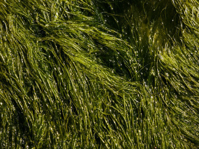 Algal Collection