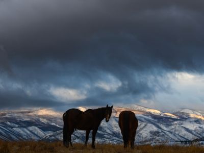 Horses in field during winter